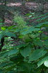 American spikenard